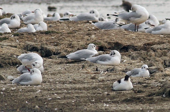 Bonaparte's Gull
