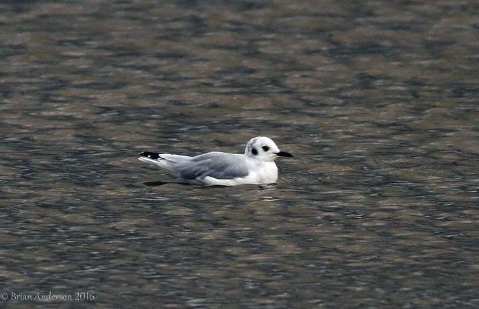 Bonaparte's Gull