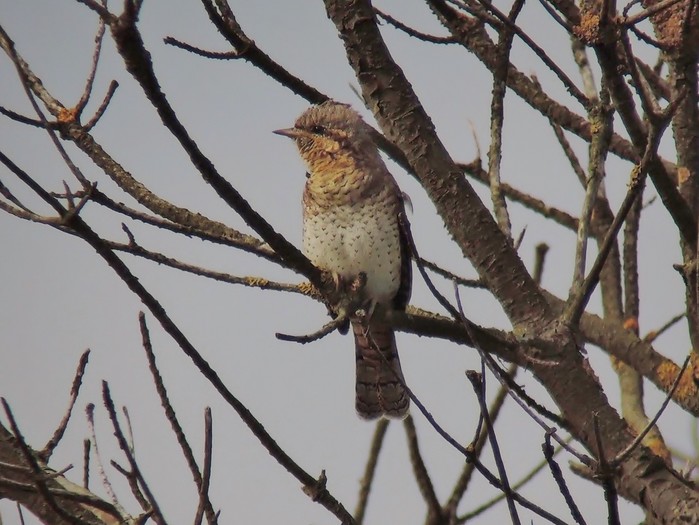 Wryneck