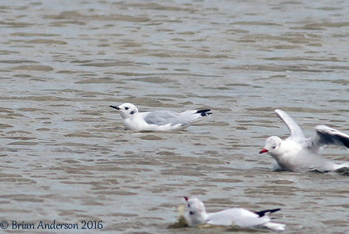 Bonaparte's Gull