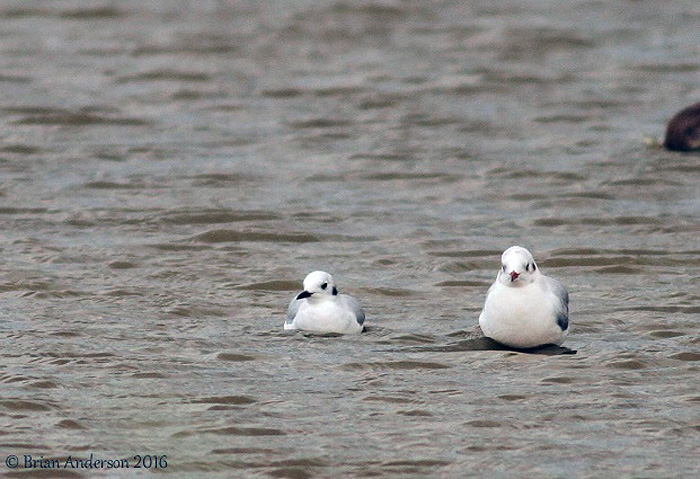 Bonaparte's Gull