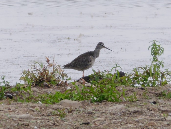Spotted Redshank