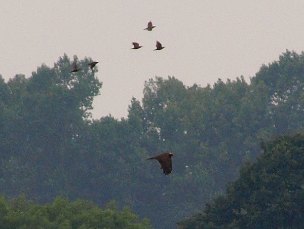 Marsh Harrier