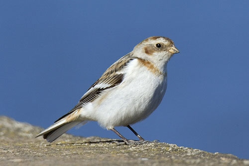 Snow Bunting
