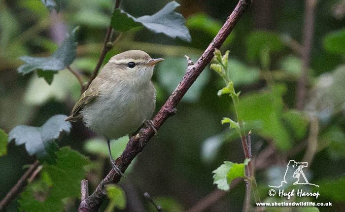 Greenish Warbler