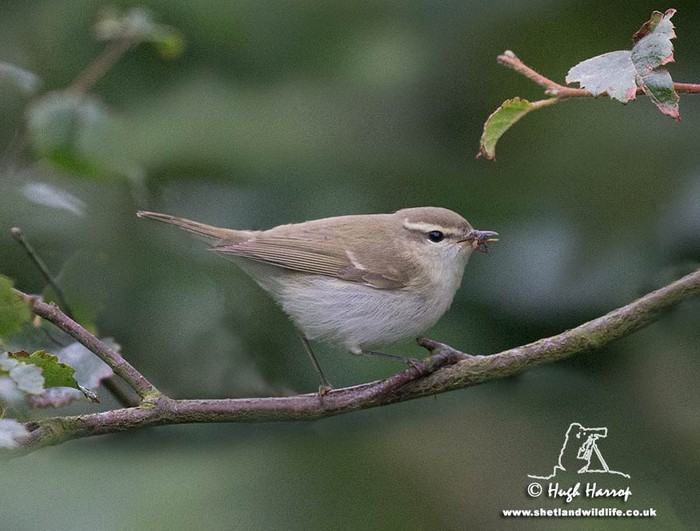 Greenish Warbler