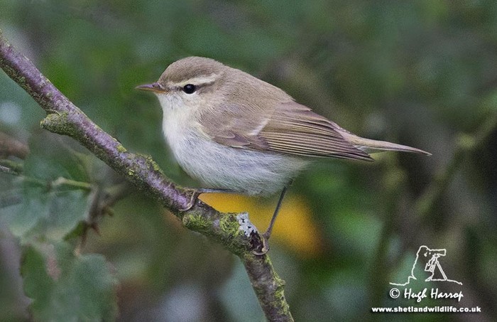 Greenish Warbler