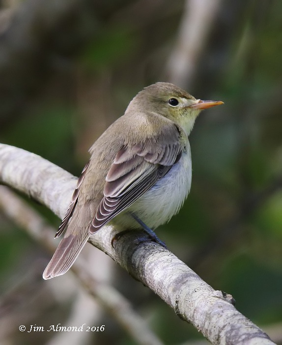 Icterine Warbler