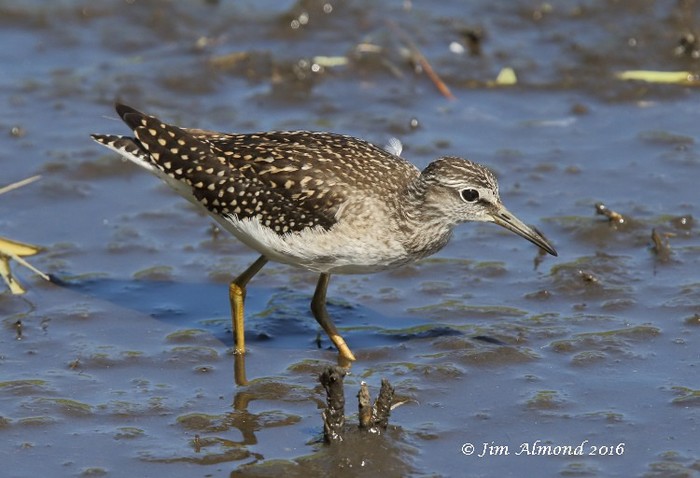Wood Sandpiper