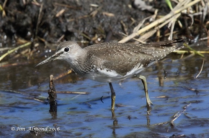 Green Sandpiper