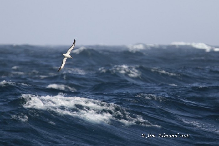 Cory's Shearwater