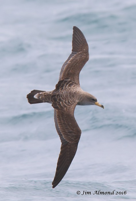 Cory's Shearwater