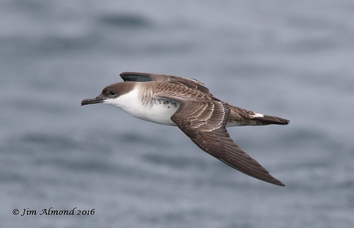 Great Shearwater