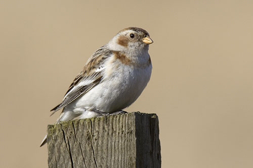 Snow Bunting