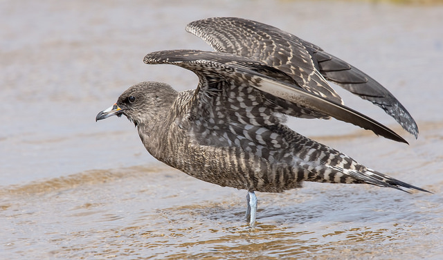 Long-tailed Skua