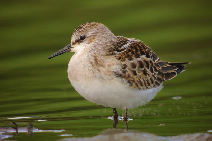 Little Stint