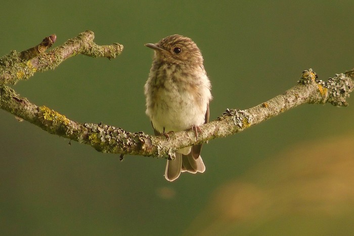 Spotted Flycatcher