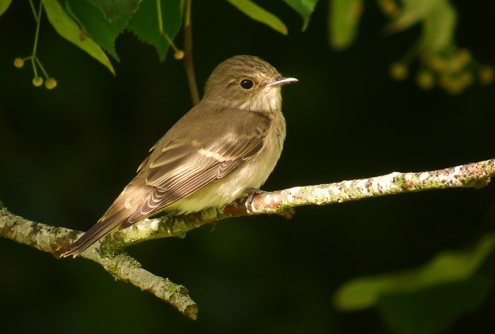 Spotted Flycatcher