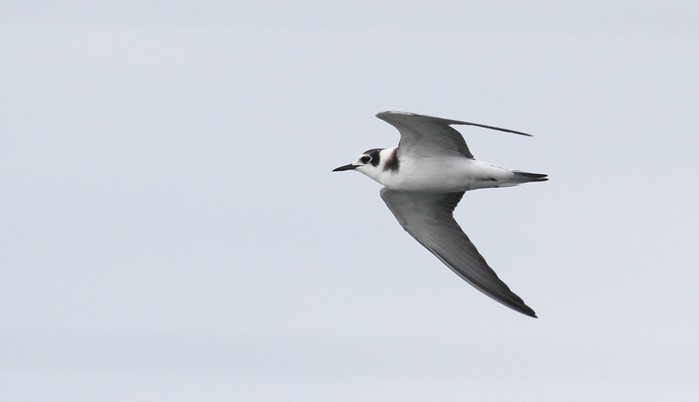 Black Tern