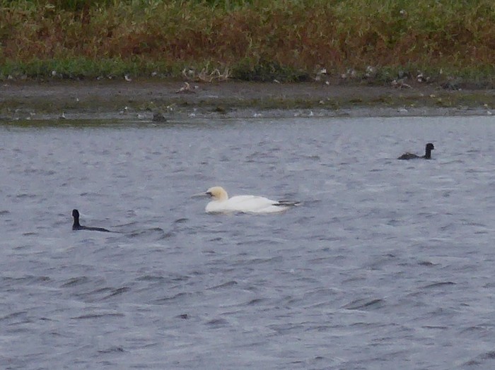 Gannet