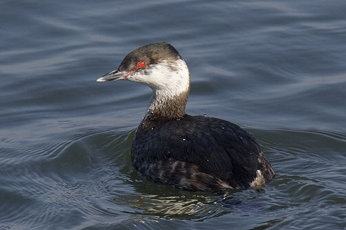 Slavonian Grebe