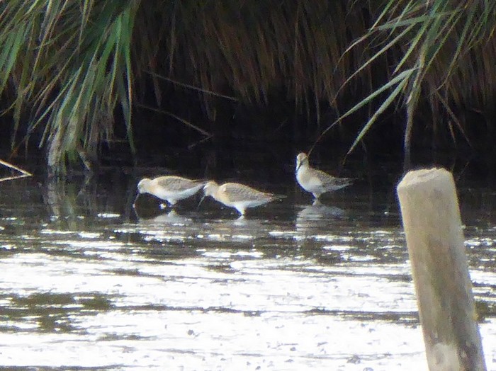 Curlew Sandpiper