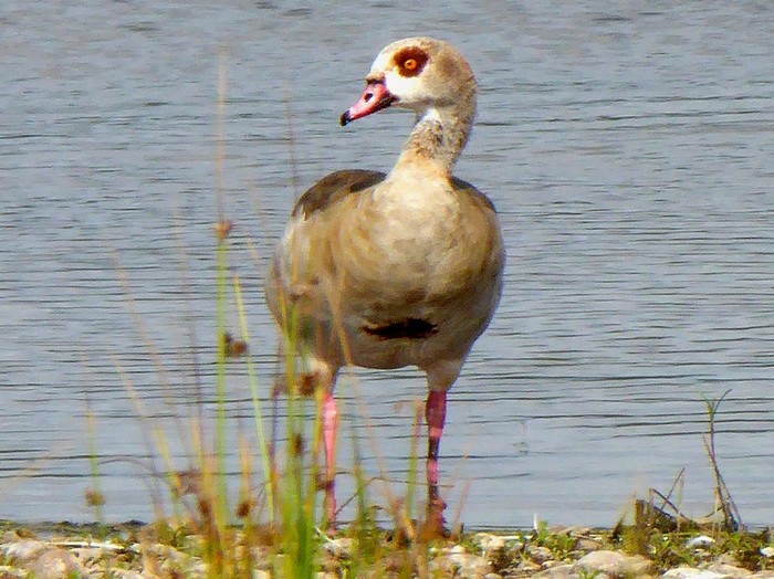 Egyptian Goose