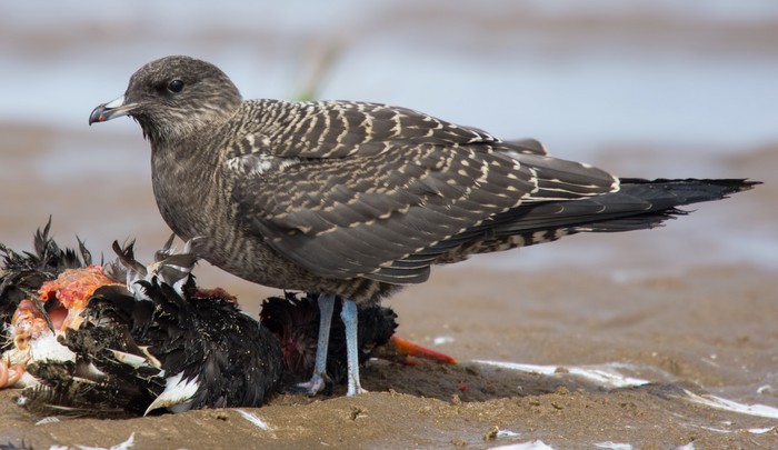 Long-tailed Skua
