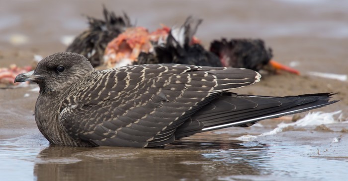 Long-tailed Skua