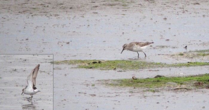 White-rumped Sandpiper