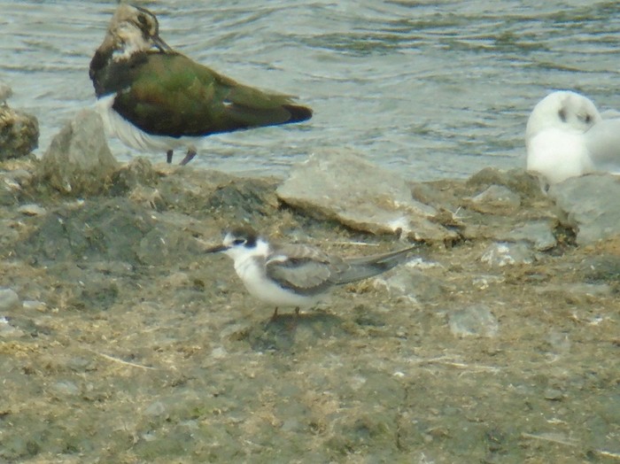 Black Tern