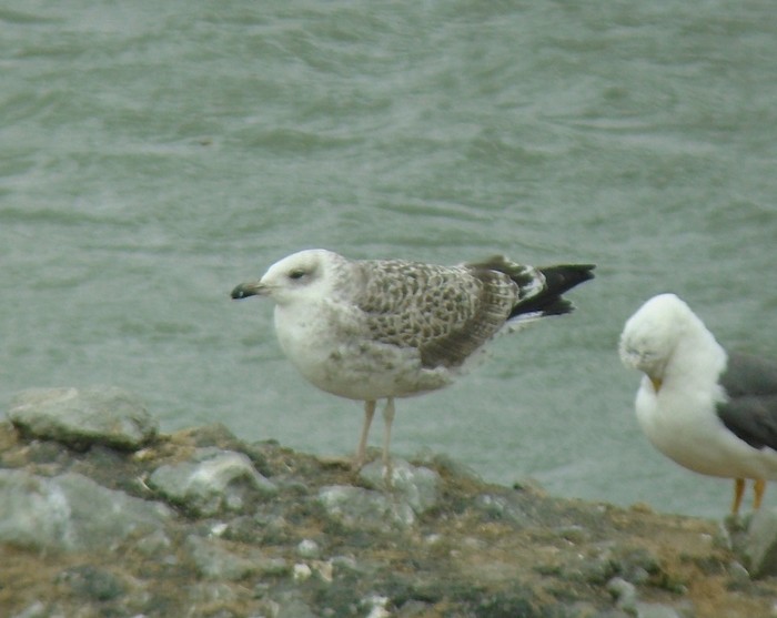 Yellow-legged Gull