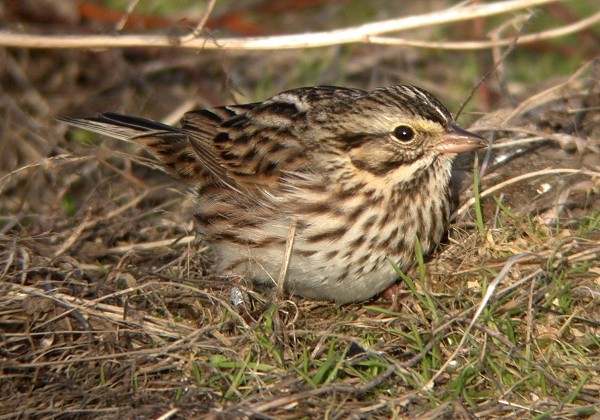 Savannah Sparrow