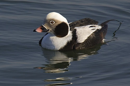 Long-tailed Duck
