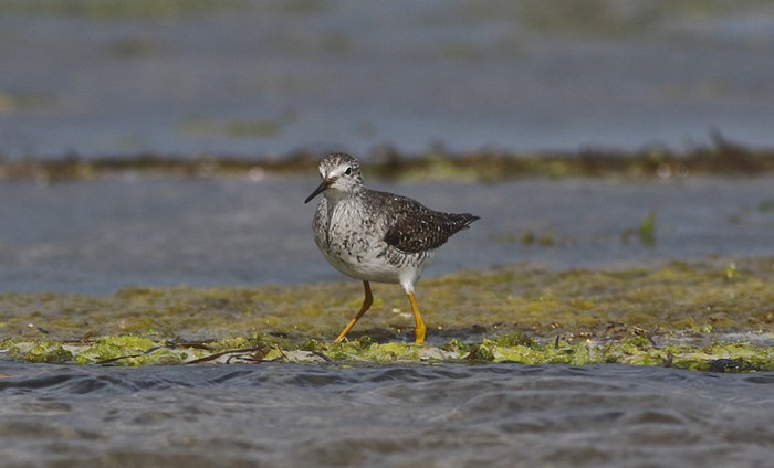Lesser Yellowlegs