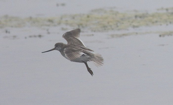 Terek Sandpiper