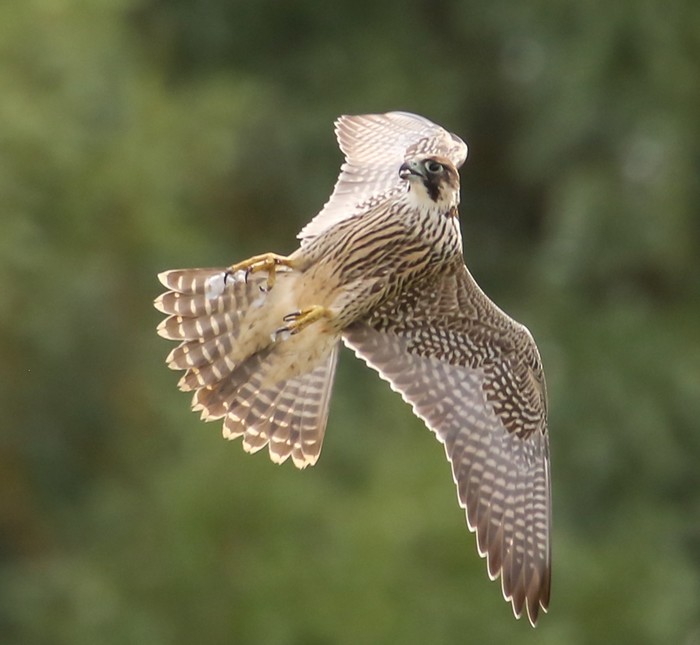 Peregrine