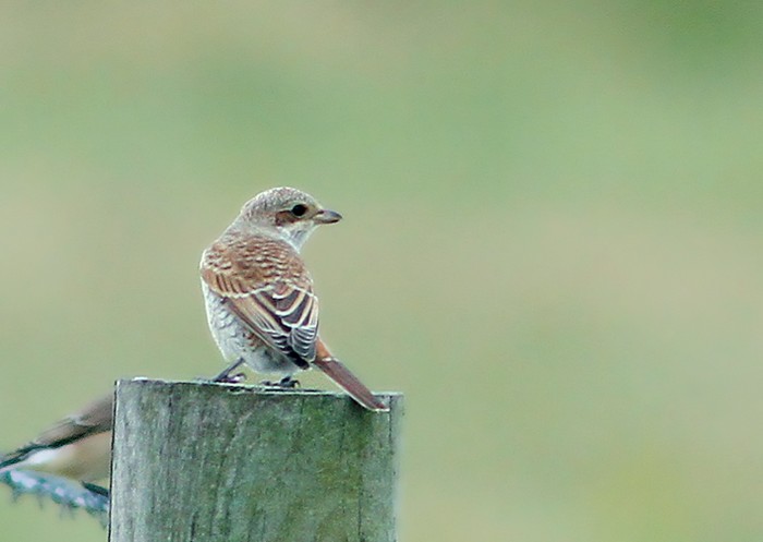 Red-backed Shrike