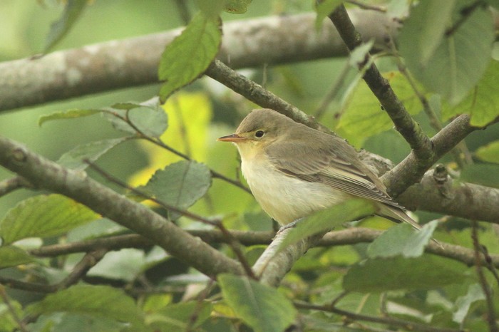 Icterine Warbler