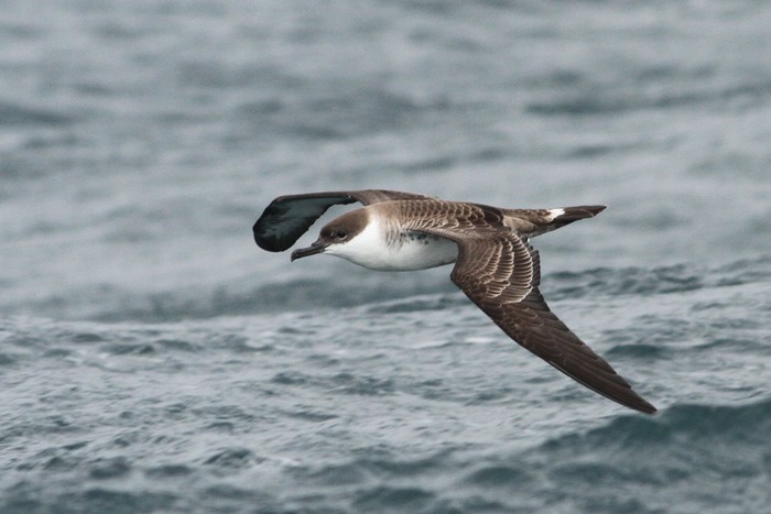 Great Shearwater