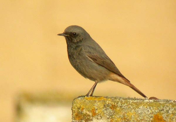 Black Redstart