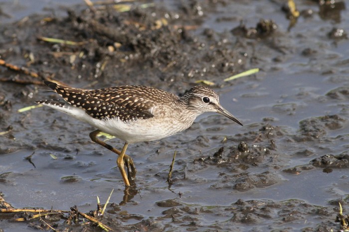 Wood Sandpiper