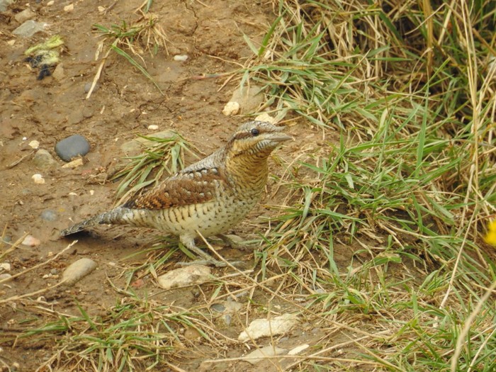 Wryneck