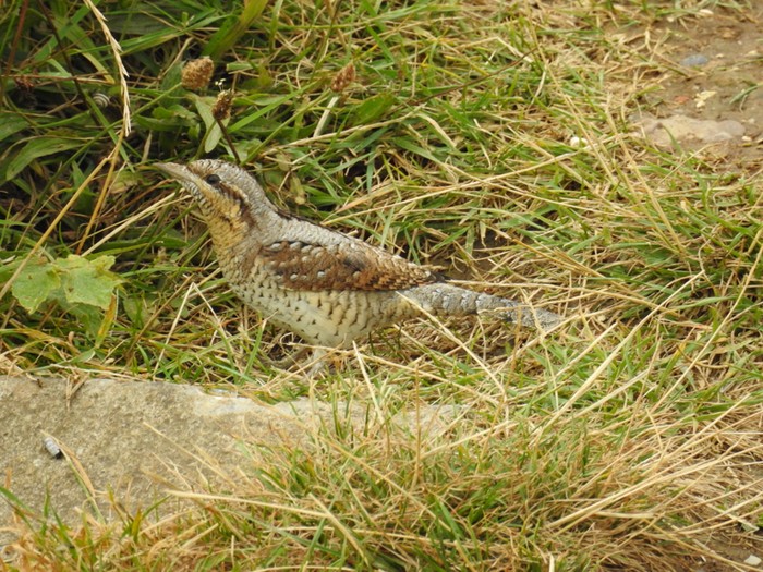Wryneck