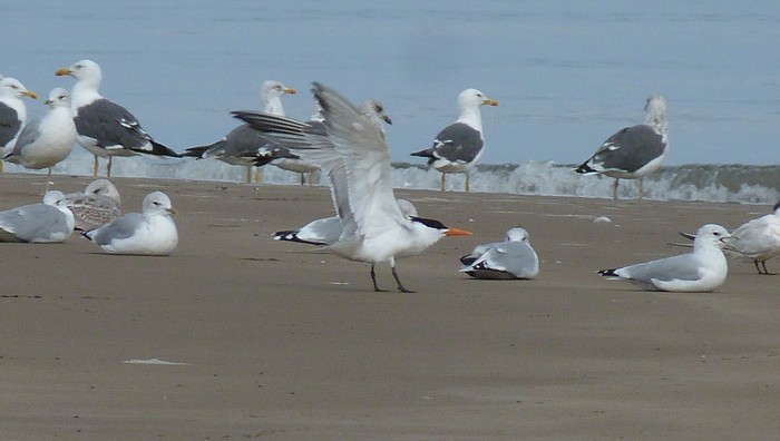 Royal Tern