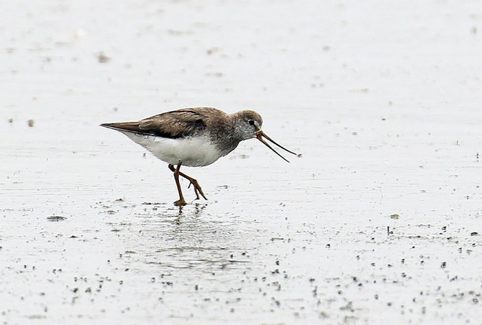Terek Sandpiper
