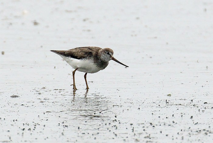 Terek Sandpiper