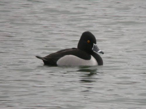 Ring-necked Duck