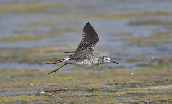 Lesser Yellowlegs