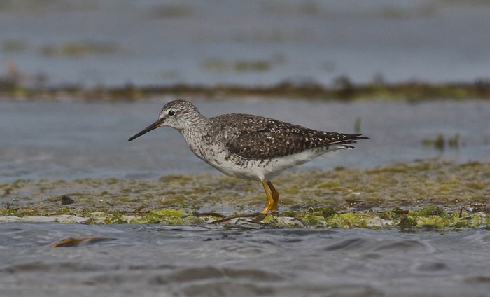 Lesser Yellowlegs